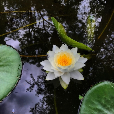 Favorite garden to explore. Cute trails with all kinds of flowers and plants with lily ponds and beauty everywhere