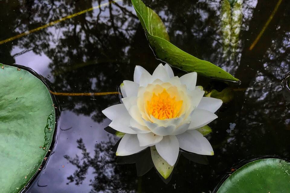 Um nenúfar branco com centro amarelo em um lago.