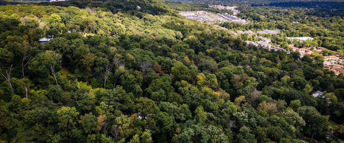 A dense forest with scattered buildings and a distant city skyline.