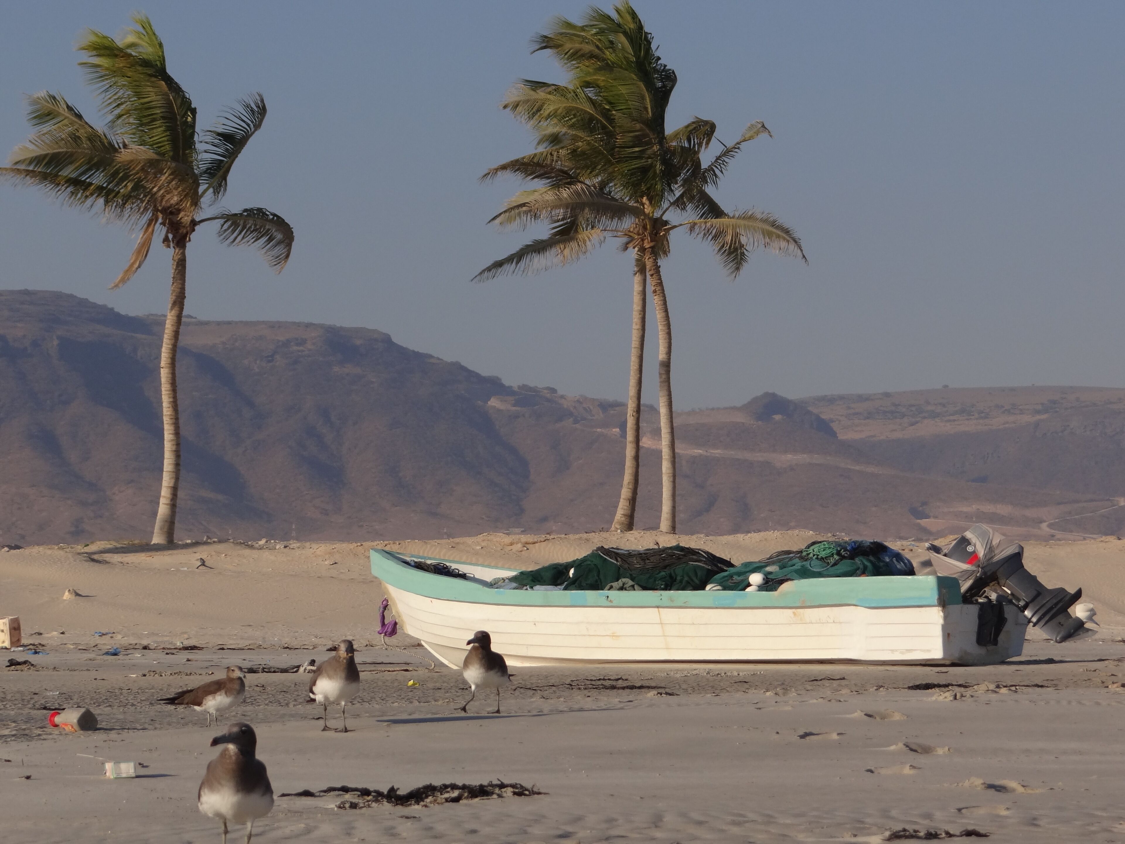 Palms in the wind, seawaks, mountains