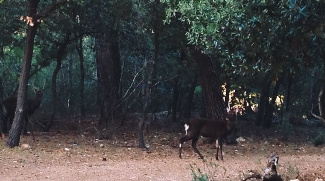 Парк de Coulondres 2013 Видео из парка: vimeo.com/78759058