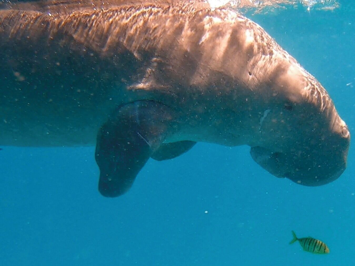 Close shot of the Dugong in Philippines