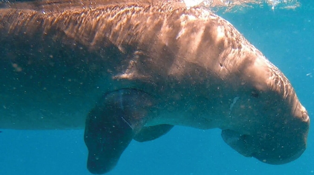Close shot of the Dugong in Philippines