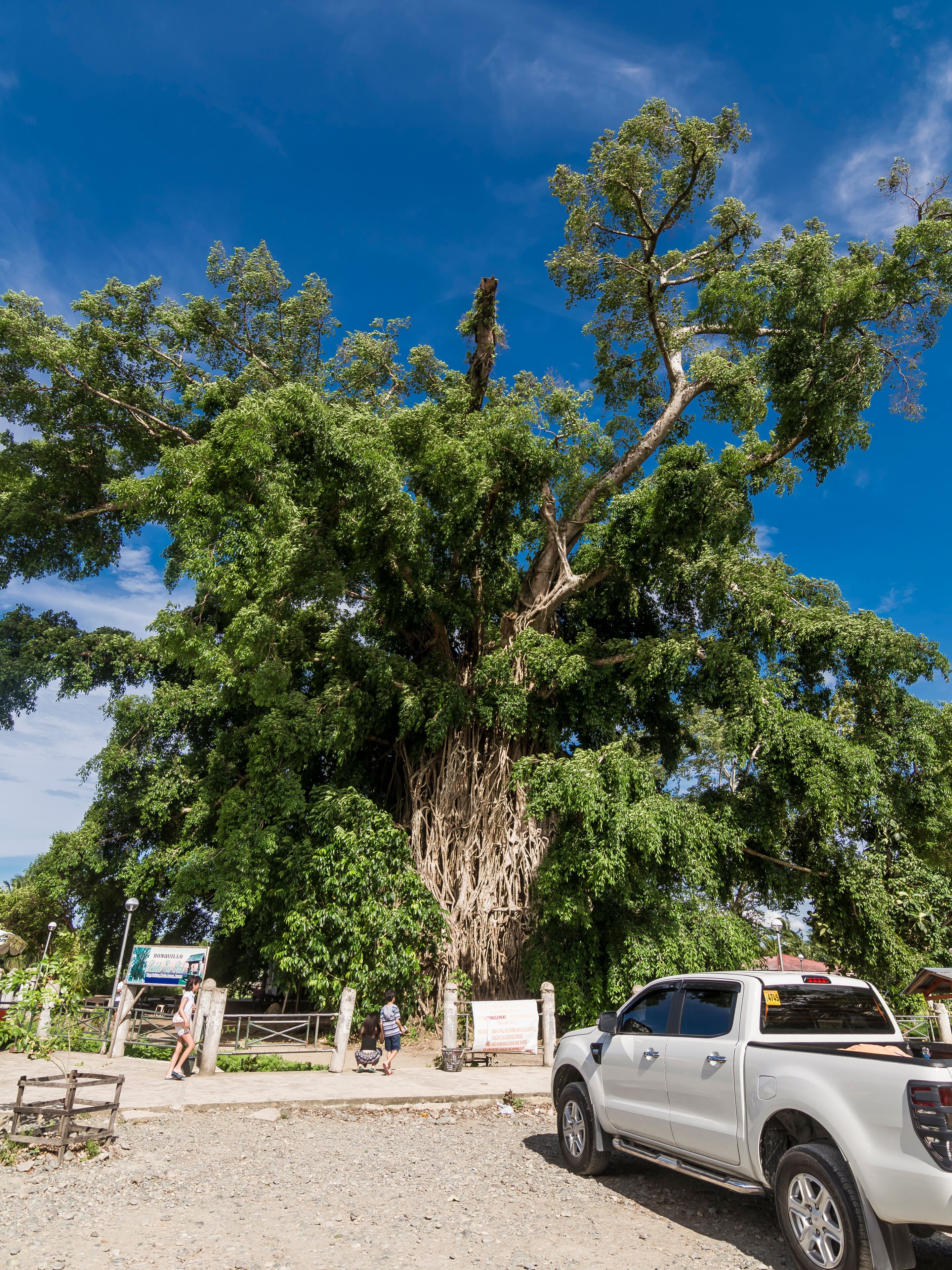 Maria Aurora, Aurora, Philippines - August 2018: The Balete Tree (Millenium Tree), a tourist spot near Baler.