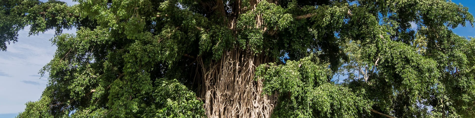 Maria Aurora, Aurora, Philippines - August 2018: The Balete Tree (Millenium Tree), a tourist spot near Baler.