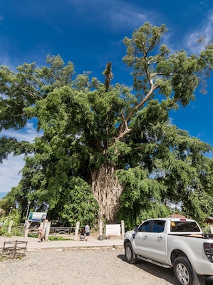 Maria Aurora, Aurora, Philippines - August 2018: The Balete Tree (Millenium Tree), a tourist spot near Baler.
