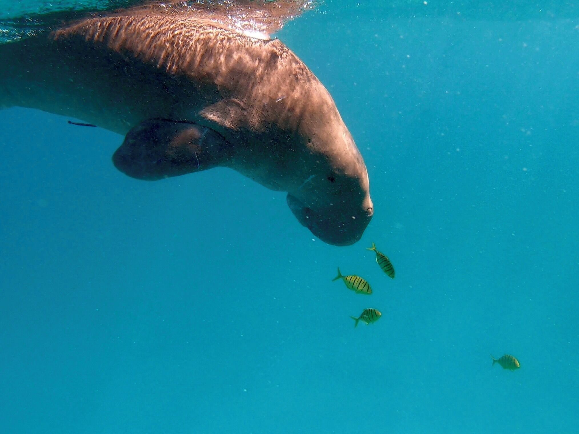 Cute sea cow in Calawit ; according to the guide, this wild Dugong always come here for feeding and hence have high chance of spotting Dugong here