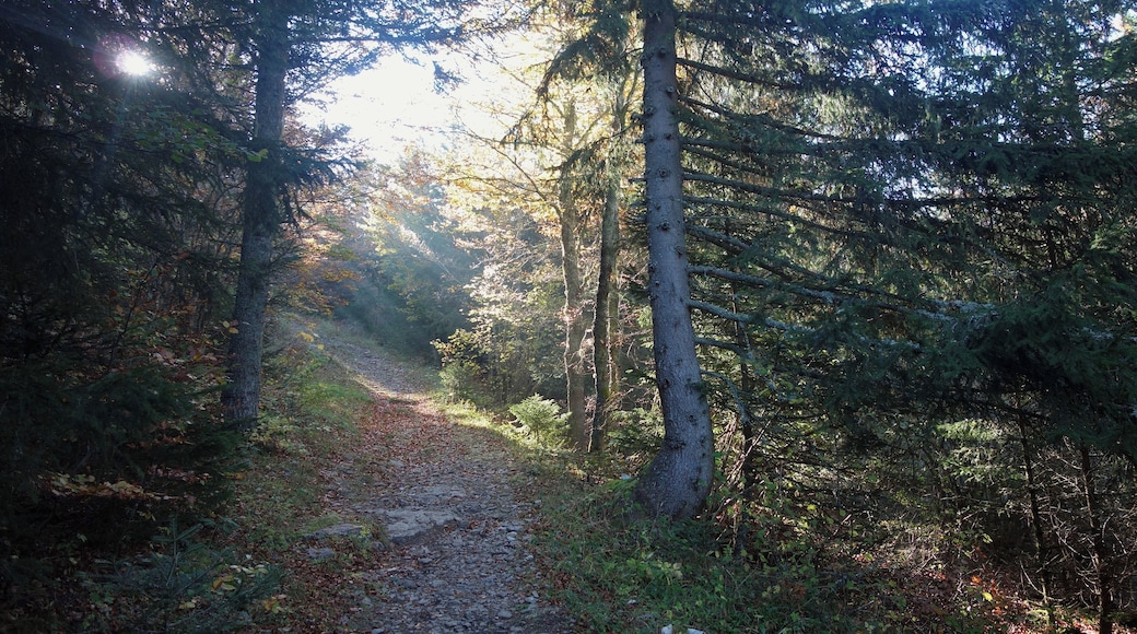 "Chemin d'Enfer", ancient path for smuggling on Vercors, near the Col de l'Arc