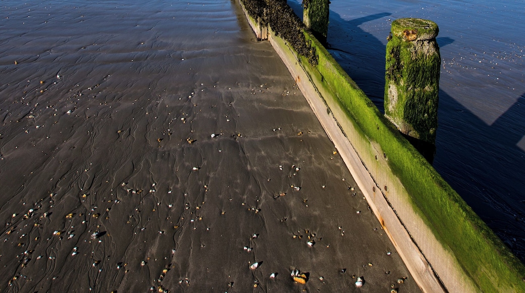 Low tide reveals fossil shells and sharks teeth.