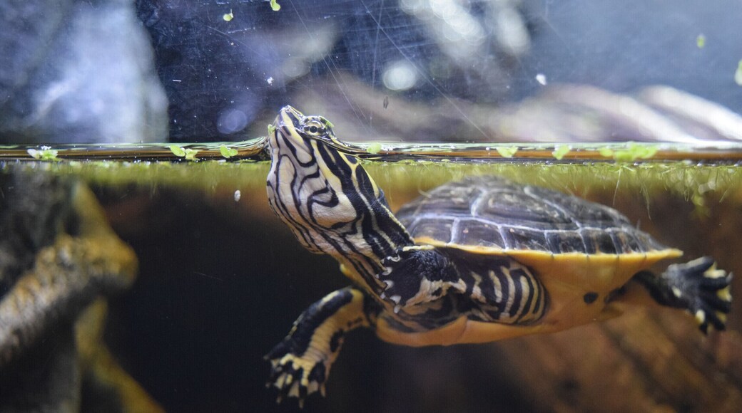Checking out the turtles while on vacation in the OBX. They have a really neat turtle rescue and rehab program at their facility.