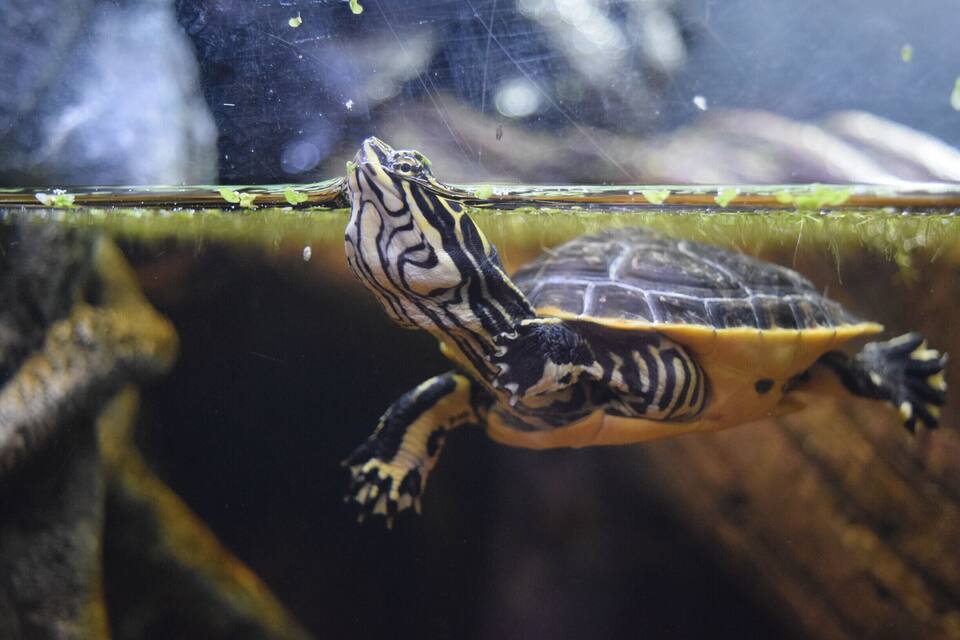 A turtle swimming in water with a clear glass surface.