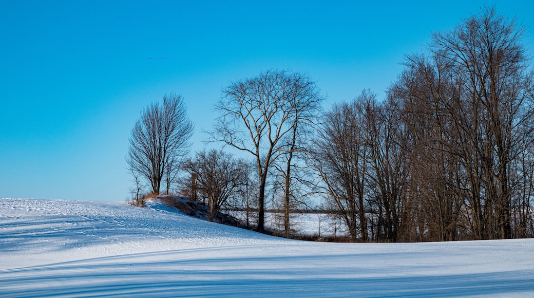 Windswept, Winter Field in South Bruce