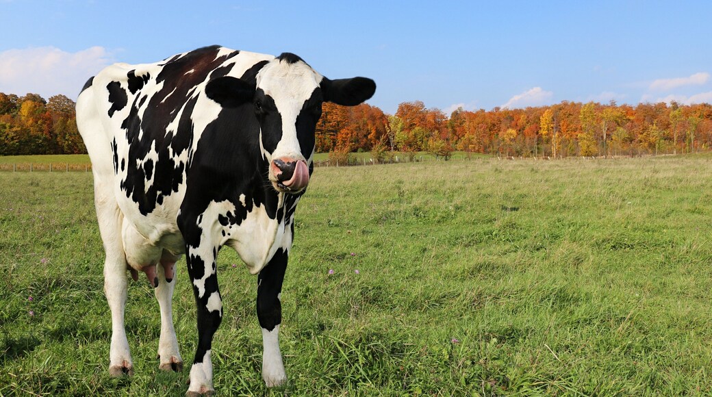 Holstein cow in pasture with tongue sticking out licking lips on a sunny fall day with vibrant autumn leaf color from Maple trees