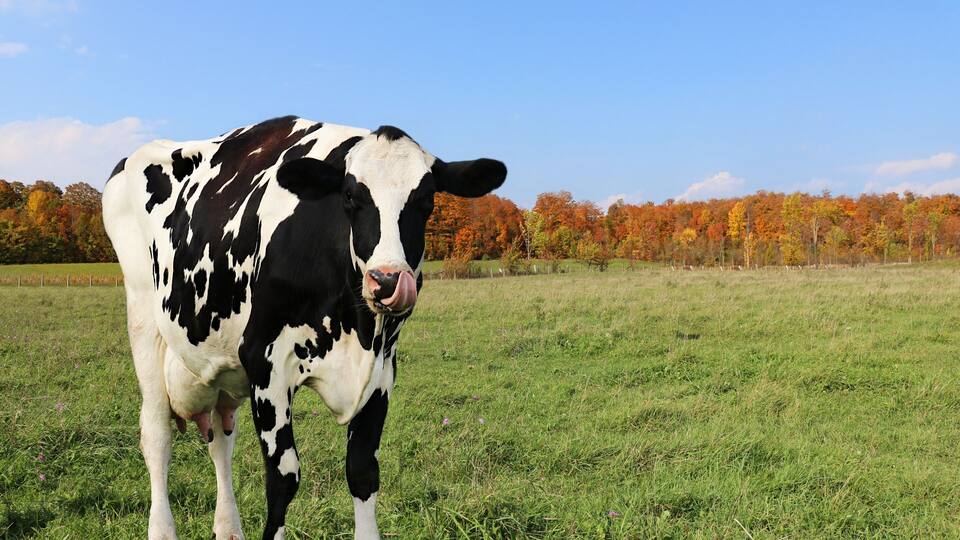 A black and white cow standing in a grassy field with autumn-colored trees in the background.