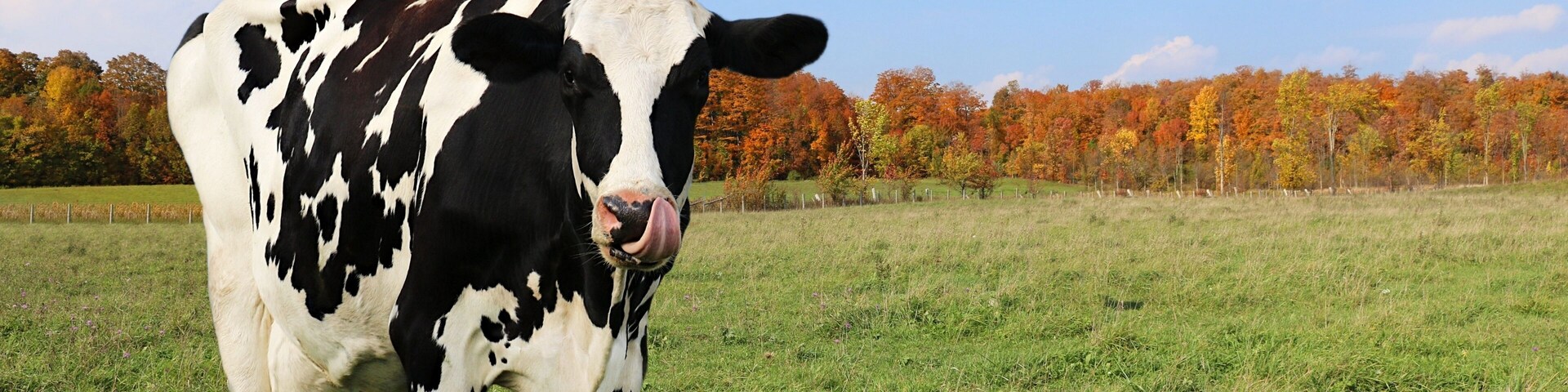 Holstein cow in pasture with tongue sticking out licking lips on a sunny fall day with vibrant autumn leaf color from Maple trees