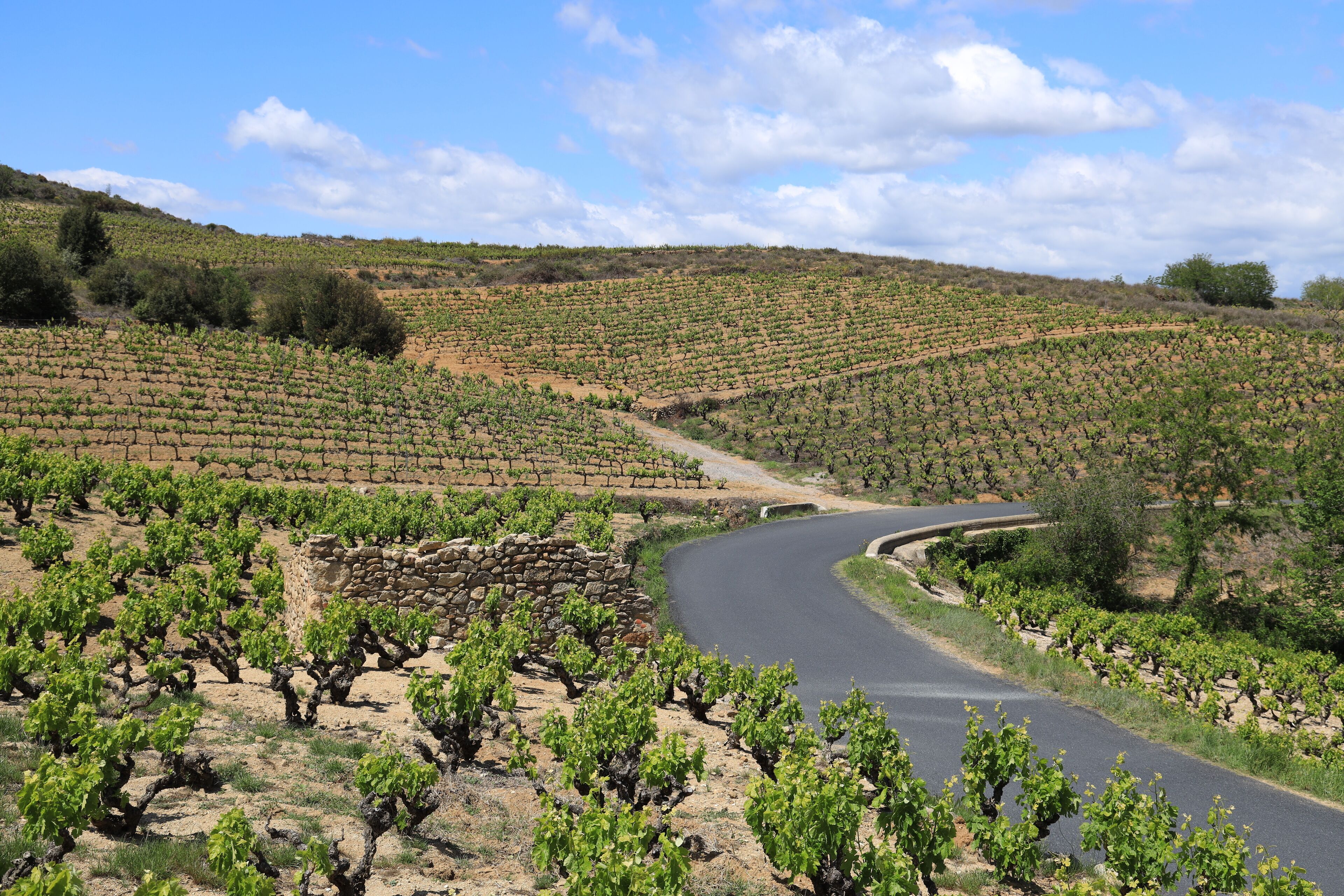 Winding road bordered by vineyards in countryside in springtime. Caramany, Pyrénées-Orientales department, France