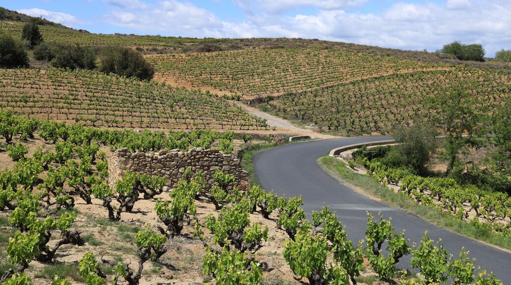 Winding road bordered by vineyards in countryside in springtime. Caramany, Pyrénées-Orientales department, France