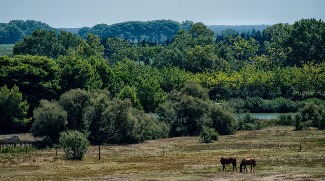 Marais en Camargue à Saint-Laurent-d'Aigouze, Gard, France