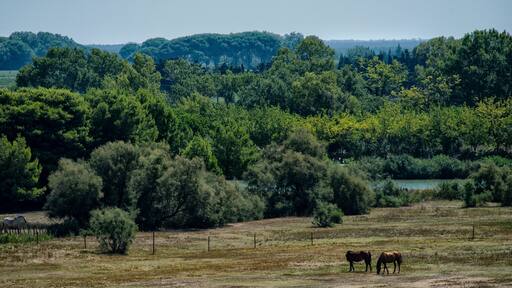 Marais en Camargue à Saint-Laurent-d'Aigouze, Gard, France
