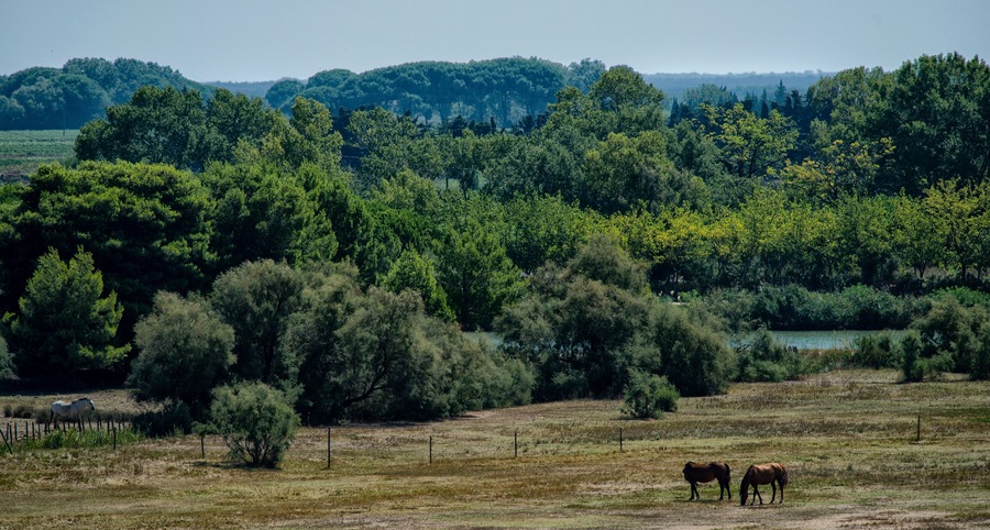 Marais en Camargue à Saint-Laurent-d'Aigouze, Gard, France