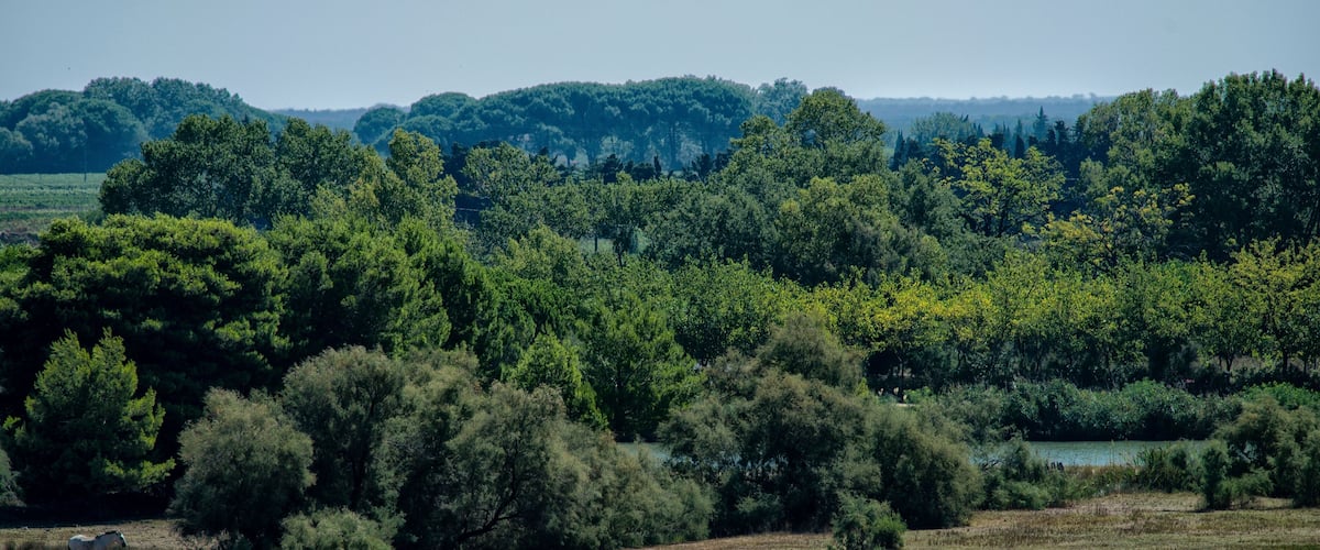 A grassy field with two horses grazing, surrounded by dense forest and hills in the background.