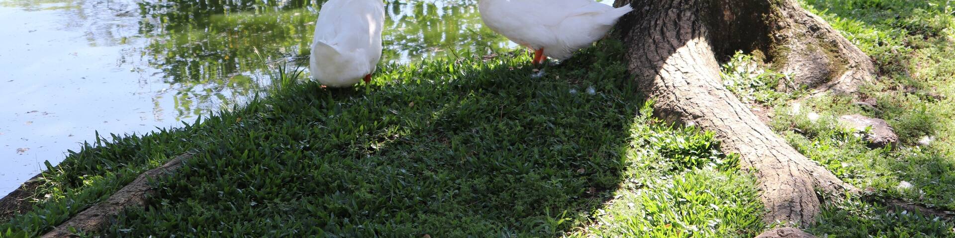 The beautiful ducks that inhabit the Moinhos de Vento Park in Porto Alegre, enjoying a pleasant sunny day.