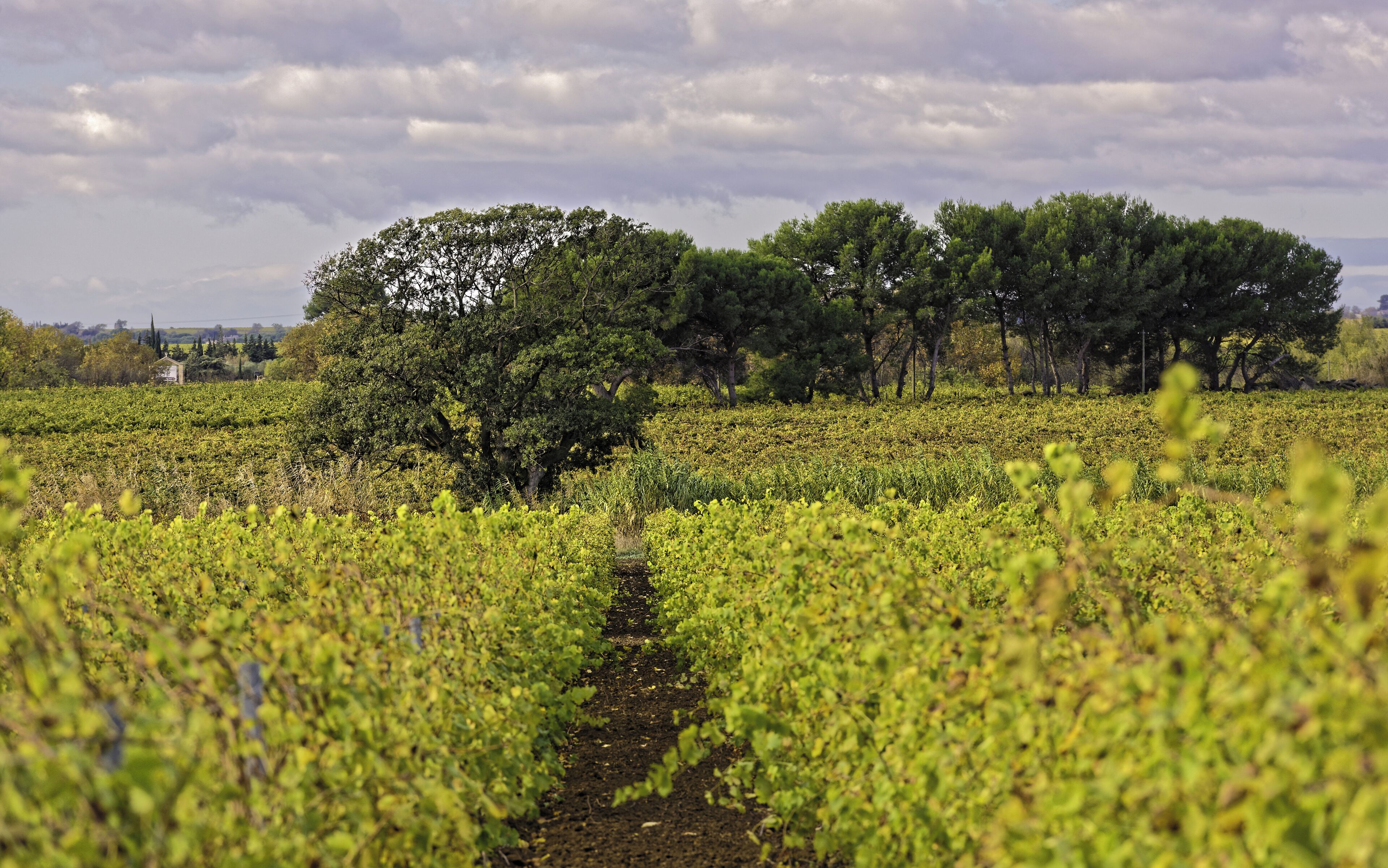 Vignes près du Domaine des Yeuses. Mèze, Hérault, France