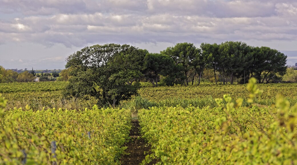 Vignes près du Domaine des Yeuses. Mèze, Hérault, France
