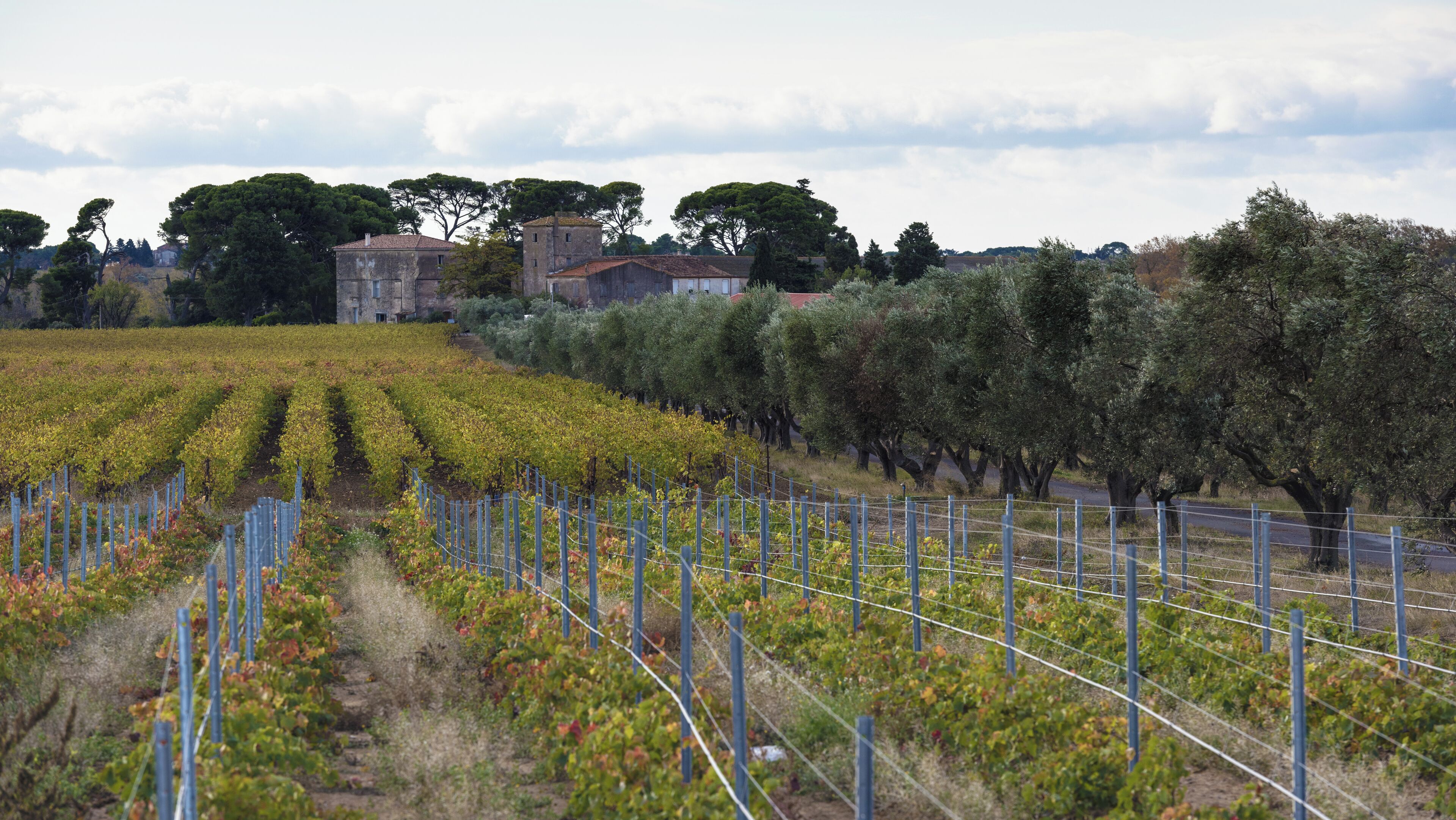 Domaine Les Yeuses, and surrounding vineyards. The trees on the right are Olea europaea. Mèze, Hérault, France.