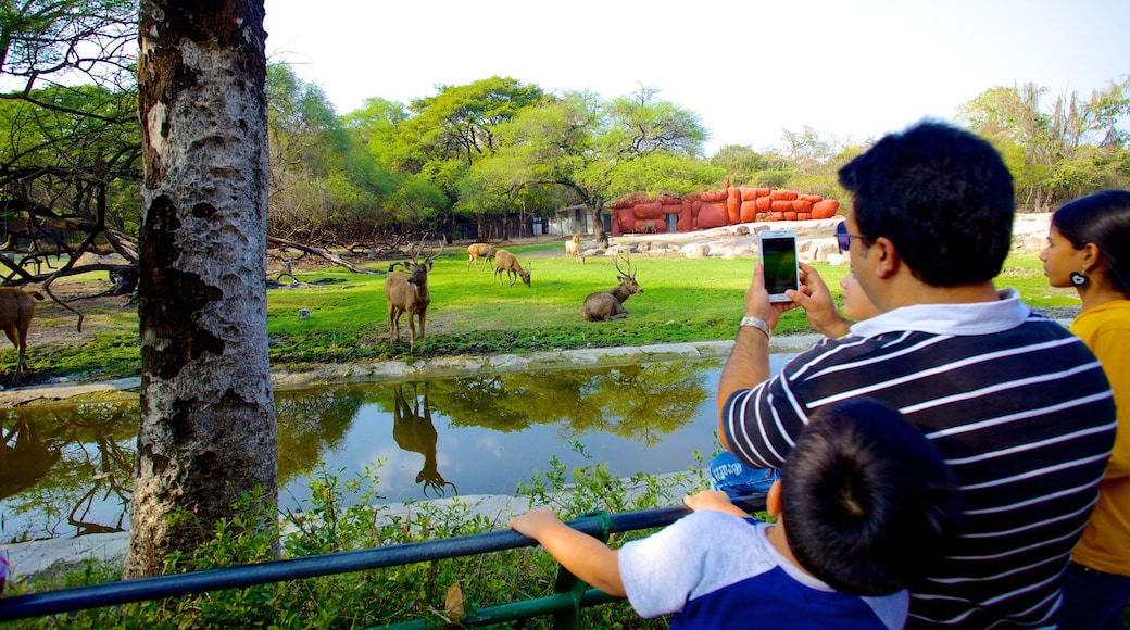 Nehru Zoological Park showing land animals and zoo animals as well as a family