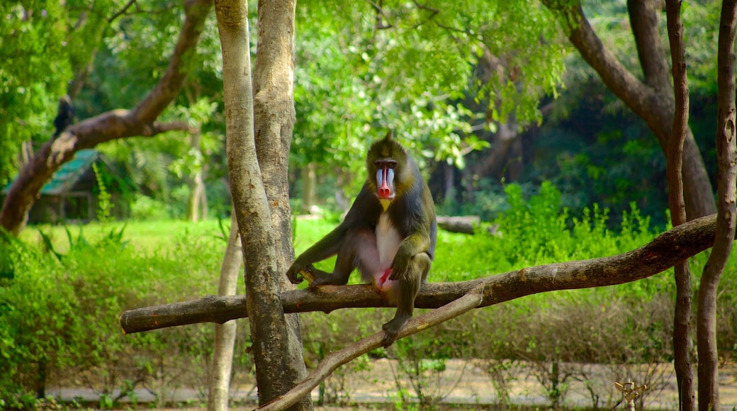 ネイルー ズーロジカル パーク 表示 動物園の動物