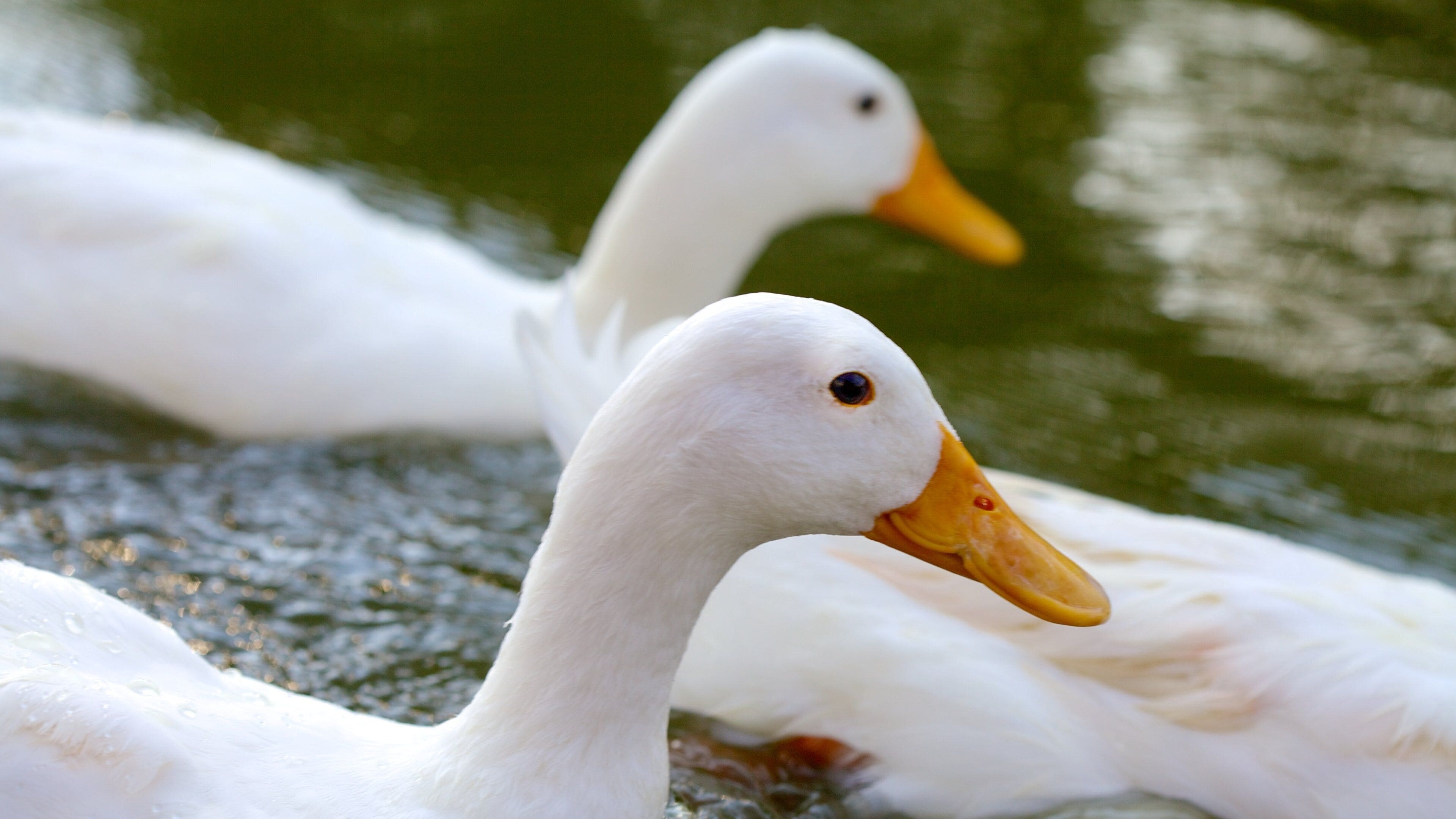 Chowmahallan palatsi johon kuuluu lampi ja linnusto