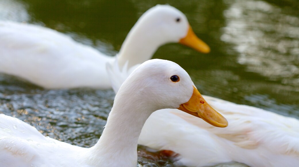 Palacio de Chowmahalla que incluye un estanque y vida de las aves