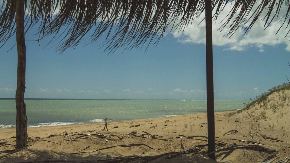 A beach with palm trees and a clear sky.