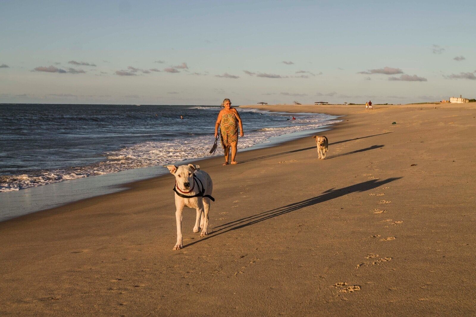 Atmospheric harmony #dogs #beach #nature #adventure