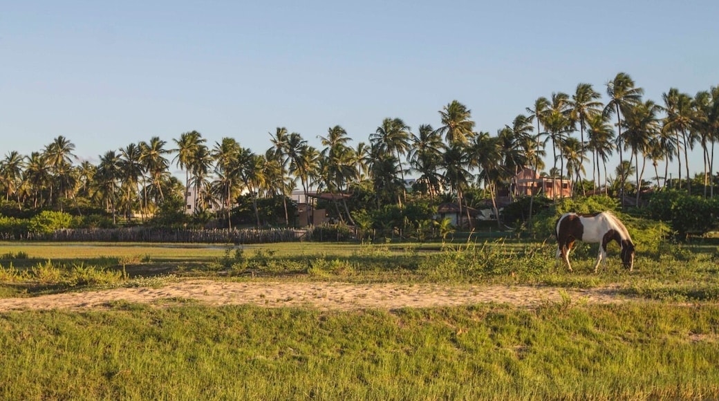 Feel the breeze.. #nature #green #brasil #rn