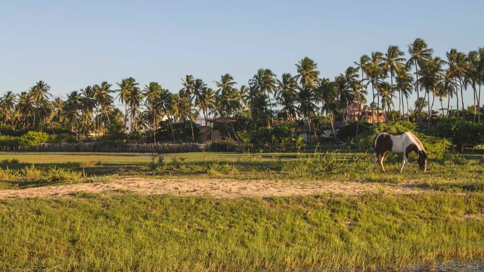 A horse grazing in a field with palm trees and buildings in the background.