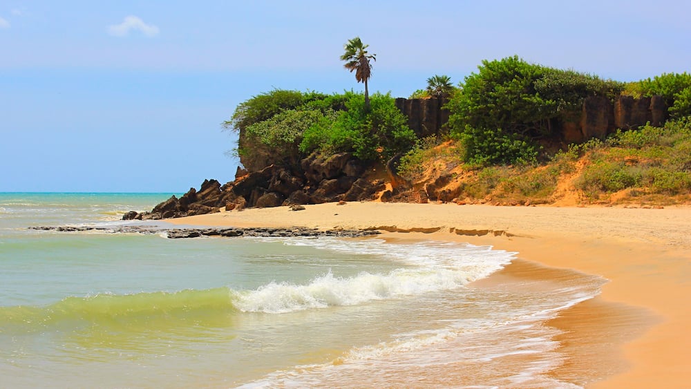 A sandy beach with gentle waves, a palm tree, and rocky cliffs with greenery.