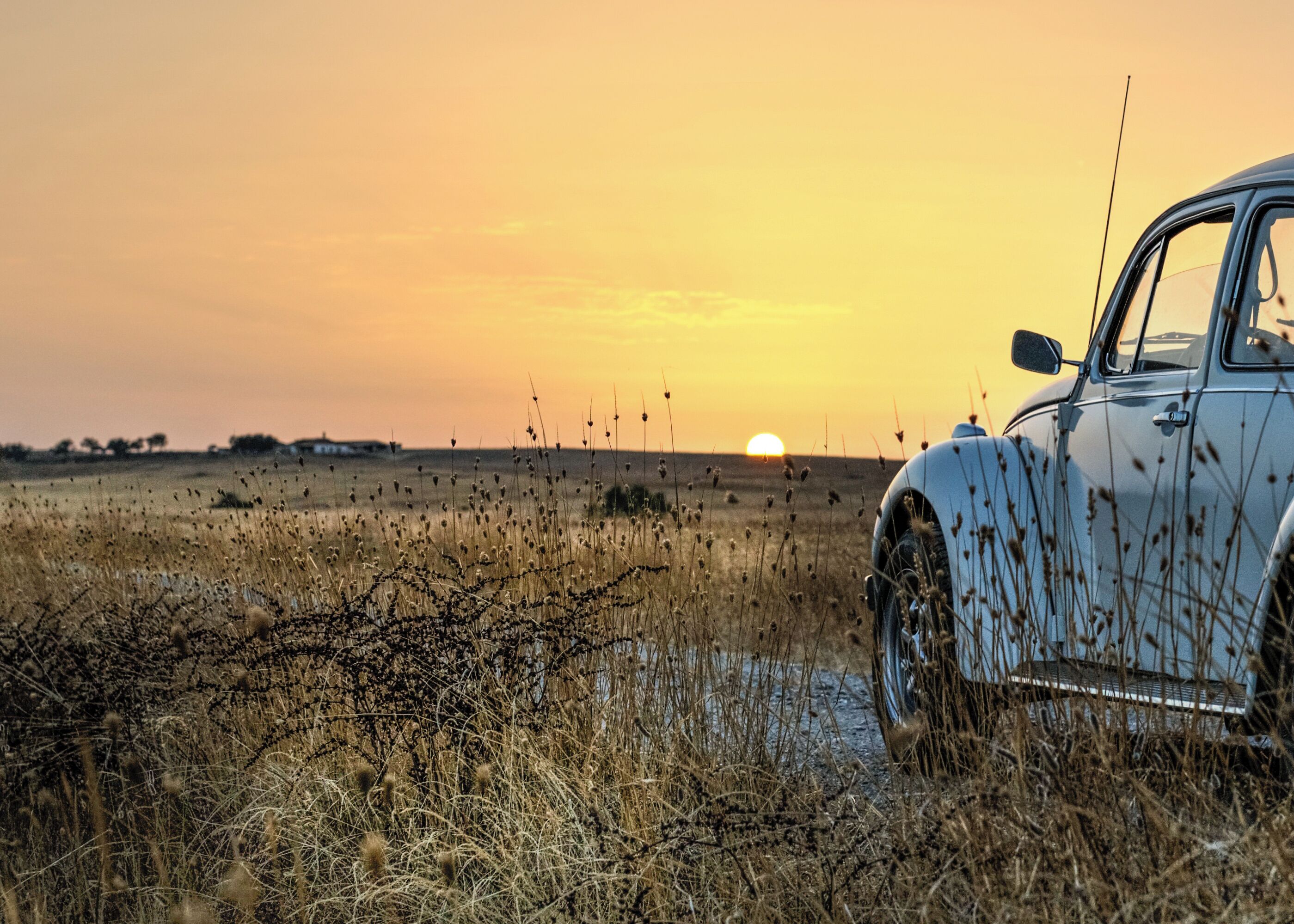 A vintage car parked in a field with tall grasses and a sunset in the background.