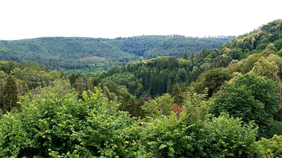 A lush green valley with dense forests and a small stone building on a hillside.