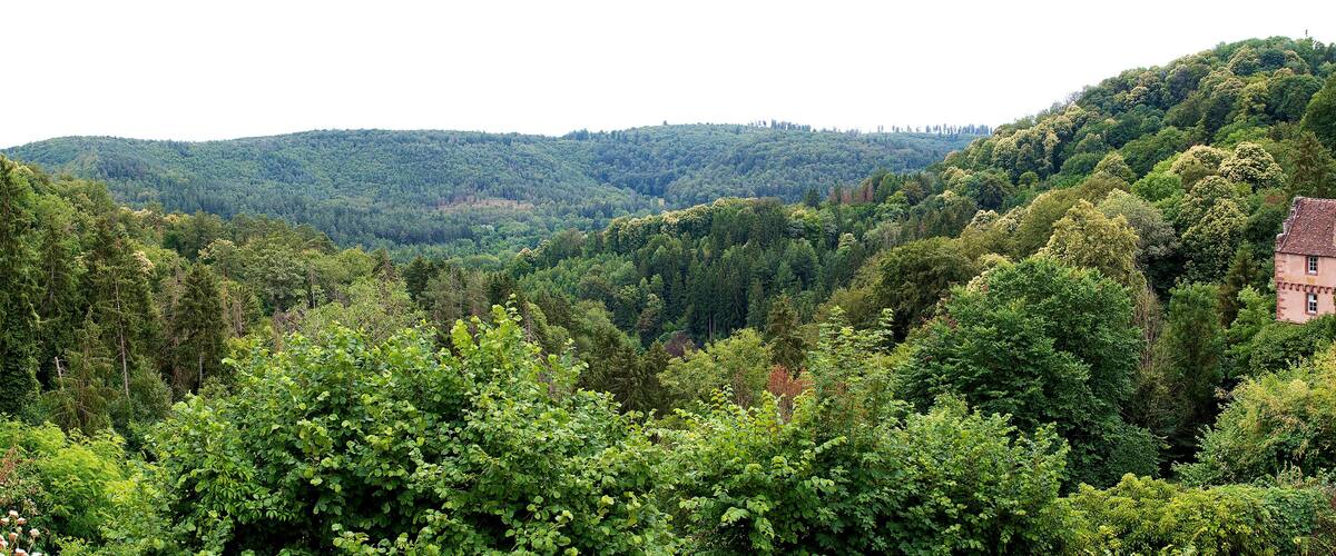 A lush green valley with dense forests and a small stone building on a hillside.