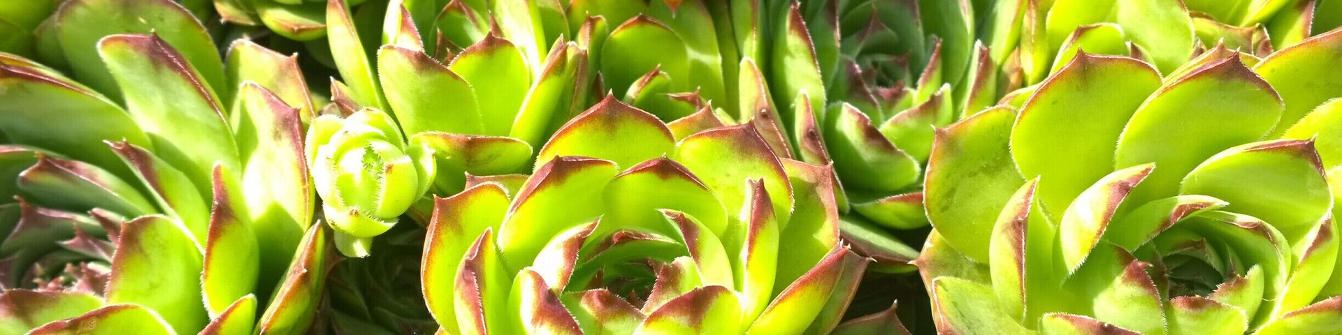 A closeup of some hens & chicks (Sempervivum tectorum).
The Hartman Rock Garden is most definitely a unique roadside attraction.
What started in 1932 by Ben Hartman as a concrete fishing pond, expanded into an entire mini world using thousands of stones, a myriad of plants, handmade figurines and one hell of an imagination.
After Ben's passing in 1944, his widow, Mary took over his labor of love until her passing in 1997.
The garden began to succumb to neglect but was renovated in 2009 and is now open and free for visitors every day.