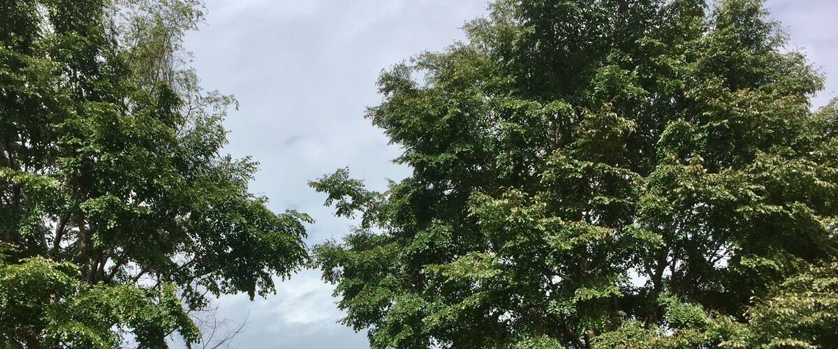 Built between 1906-08 in the Prairie Style for the Westcott Family.
Frank Lloyd Wright included it in a 1910 publication listing his favorite projects.