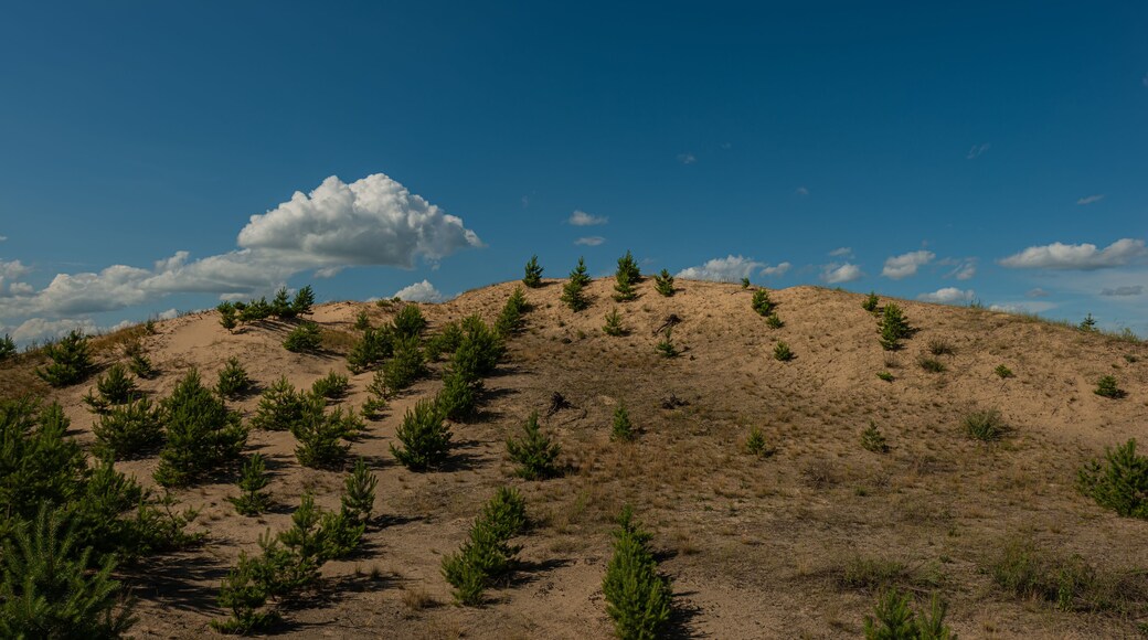 Forested pine sand dunes. Fight against soil erosion.