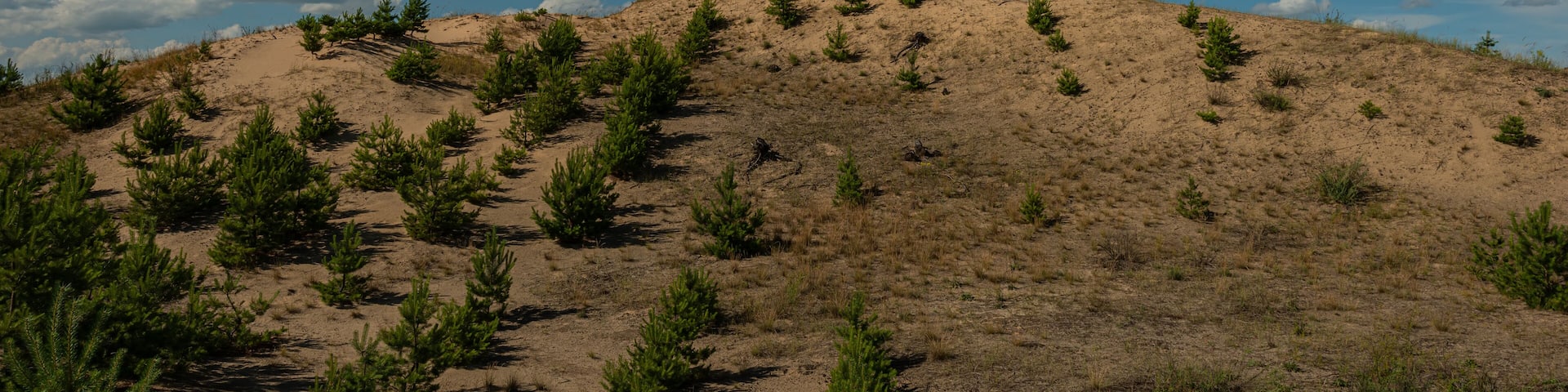Forested pine sand dunes. Fight against soil erosion.