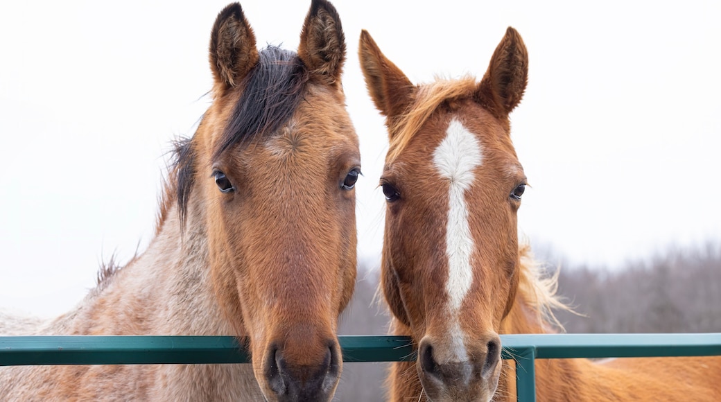 Two brown horses standing by a gate in a meadow on Wolfe Island, Ontario, Canada