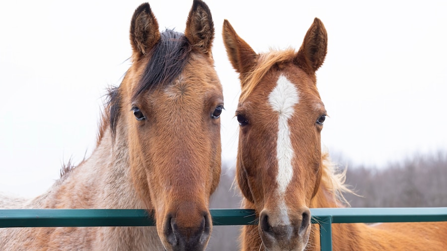 ウルフズ ネック ファーム