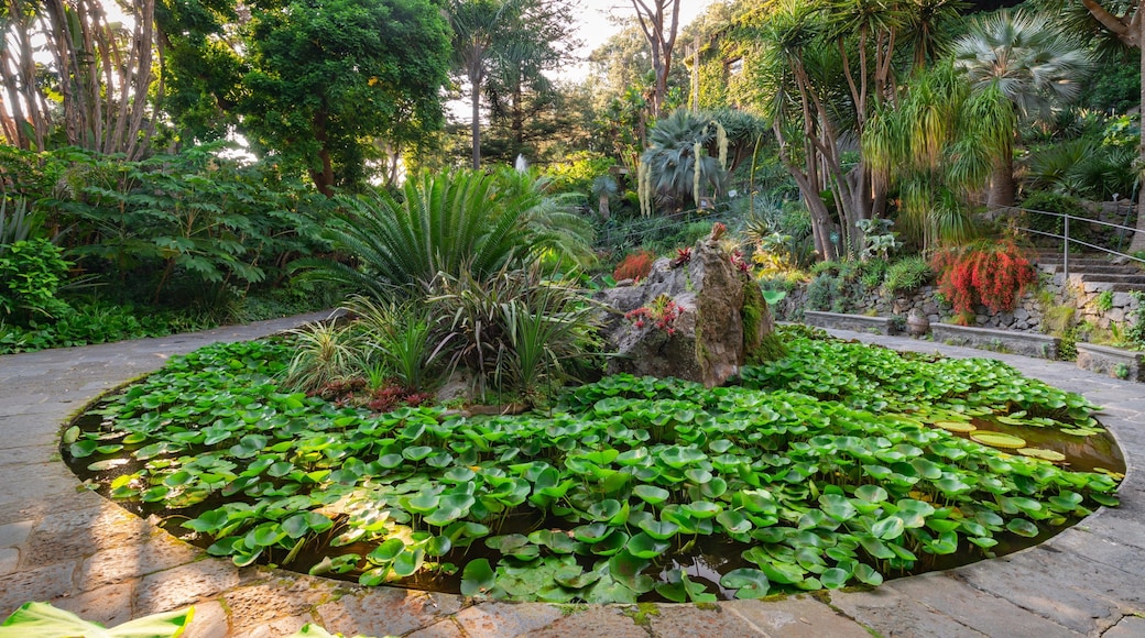 Giardini la Mortella showing a garden