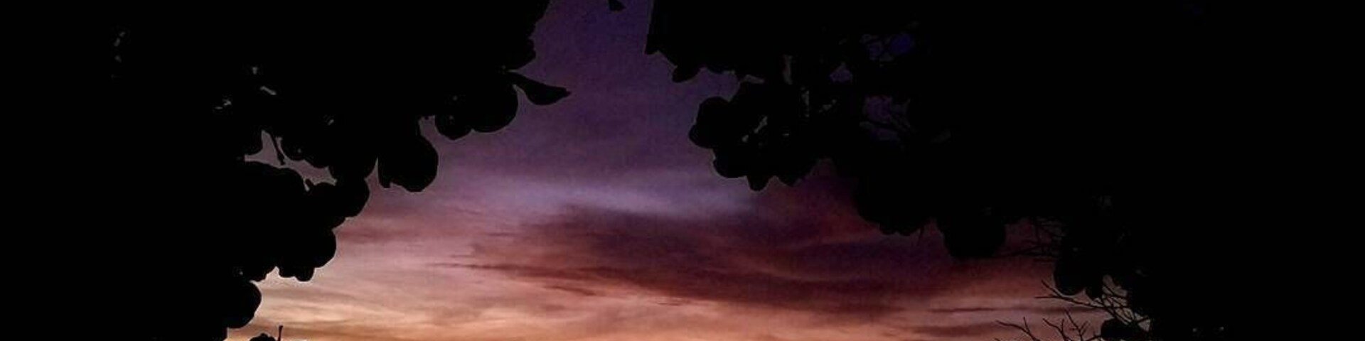 Un atardecer con siluetas de árboles y un banco.
