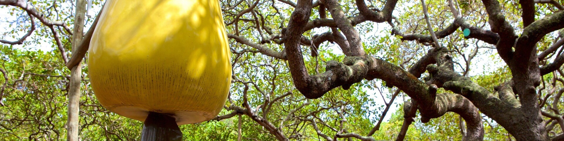 Anacardo de Pirangi que incluye un parque